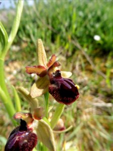 Ophrys passionis Sennen, 1926