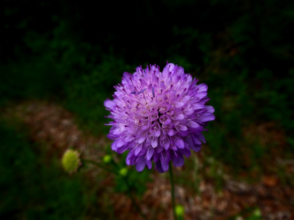 Knautia L., 1753