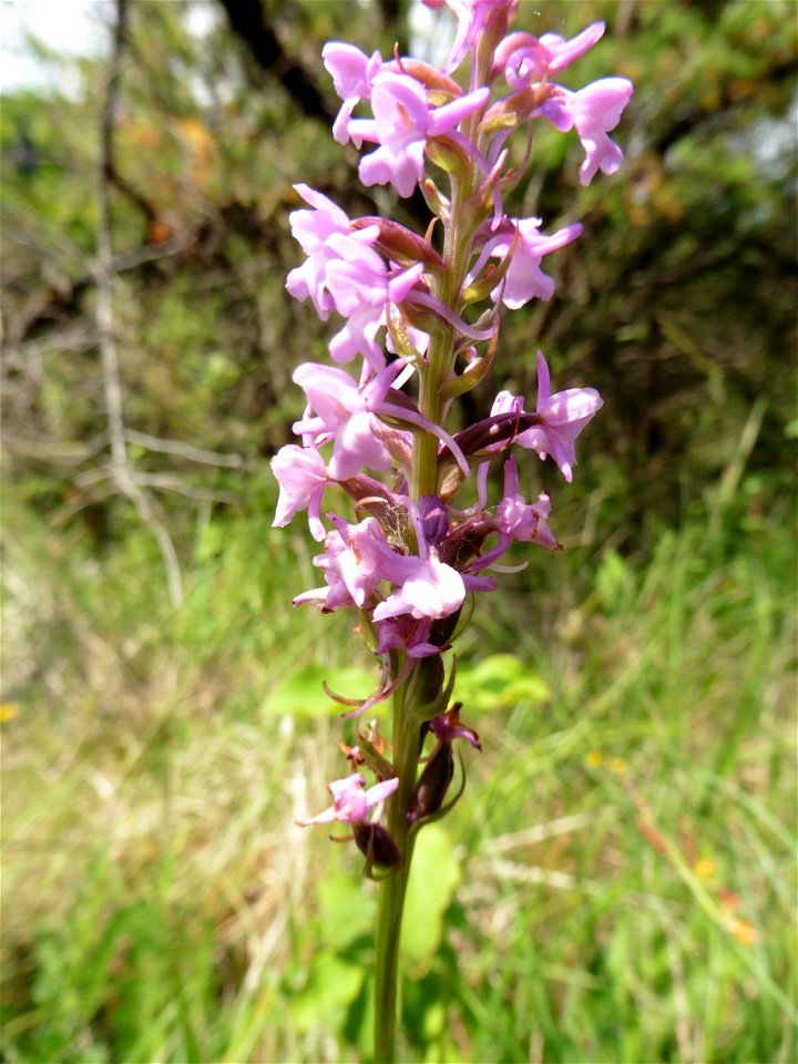 Gymnadenia conopsea (L.) R.Br., 1813