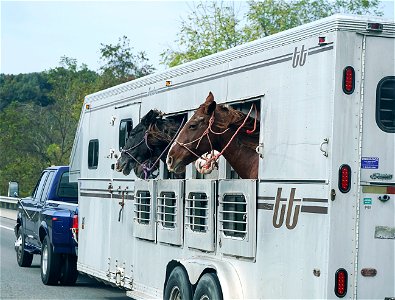 Traveling horses photo