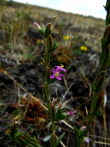 Schenkia spicata (L.) G.Mans., 2004