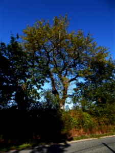 Sorbus domestica L., 1753