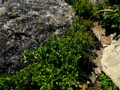Vaccinium myrtillus L., 1753
