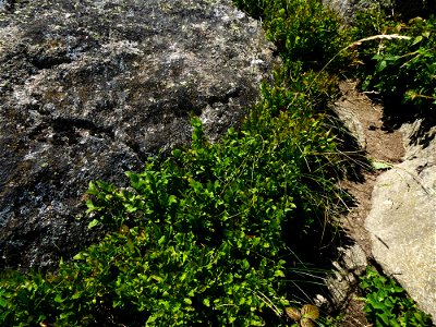 Vaccinium myrtillus L., 1753 photo