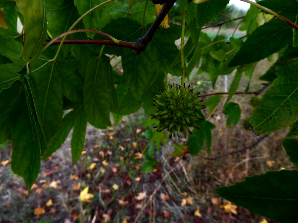 Liquidambar styraciflua L., 1753