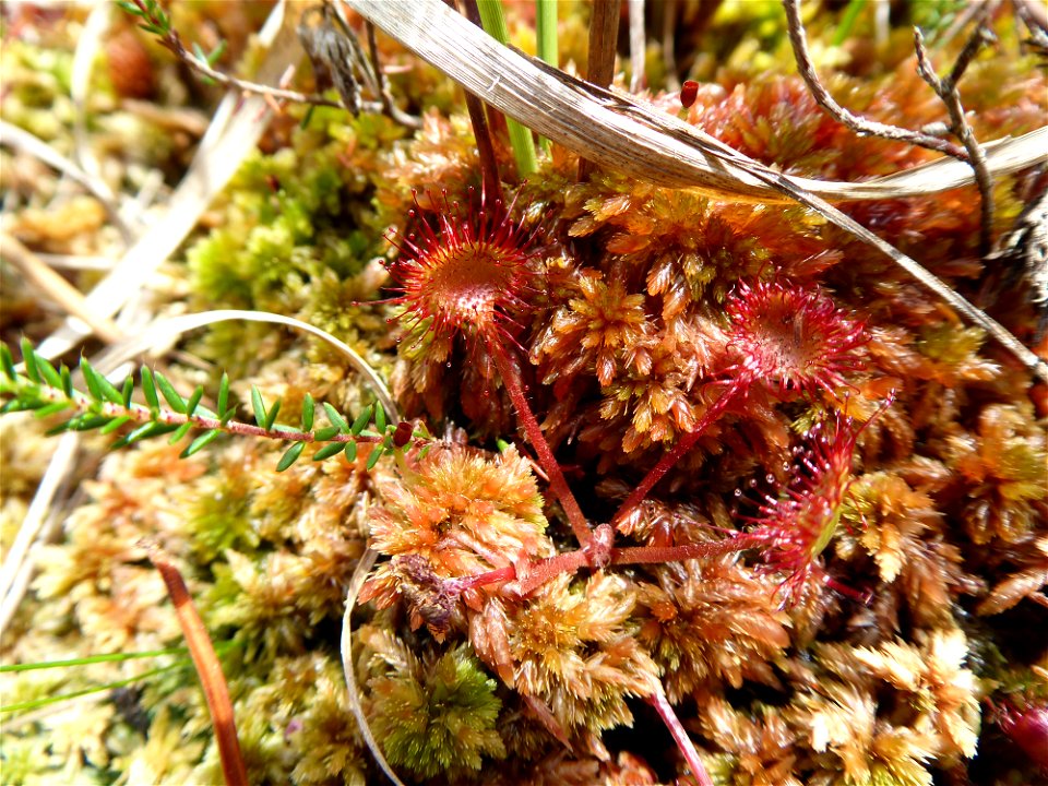 Drosera rotundifolia L., 1753