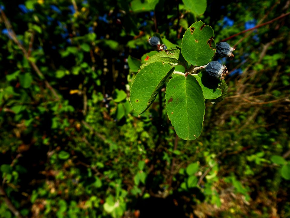 Amelanchier ovalis Medik., 1793