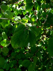 Lonicera xylosteum L., 1753