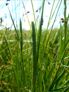 Phleum nodosum L., 1759