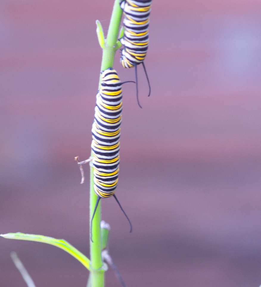 Chubby Monarch caterpillar eating leaves of Milkweed plant