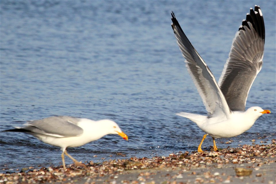 Probable Lesser Black-backed Gull x Herring Gull Hybrid, with Herring Gull