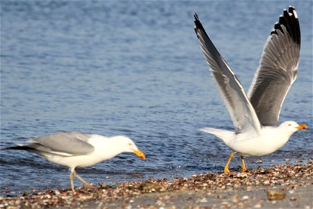 Probable Lesser Black-backed Gull x Herring Gull Hybrid, with Herring Gull