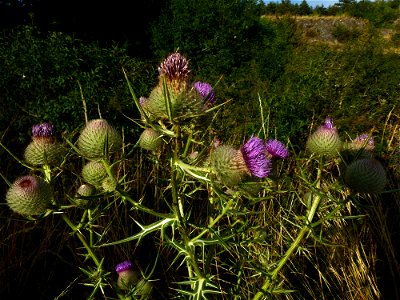 Cirsium eriophorum (L.) Scop., 1772