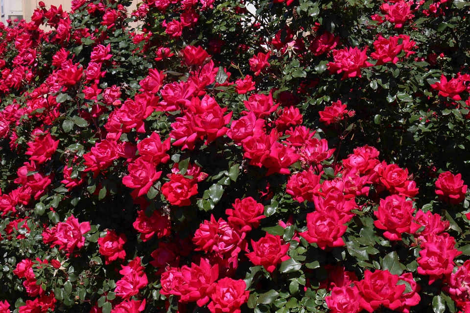 Pink Double Knockout Bush Roses