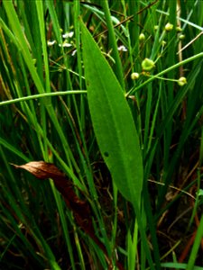 Alisma lanceolatum With., 1796