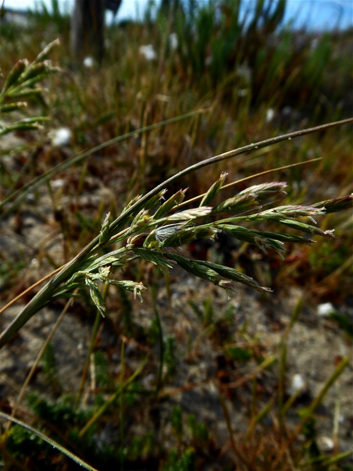 Cutandia maritima (L.) Benth., 1881