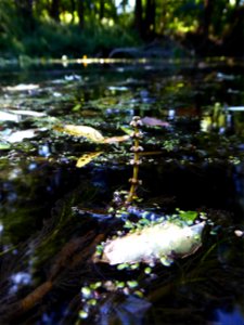 Myriophyllum spicatum L., 1753