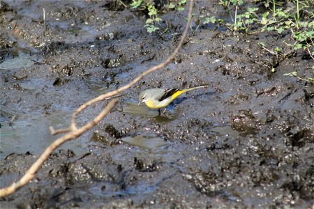 Grey Wagtail