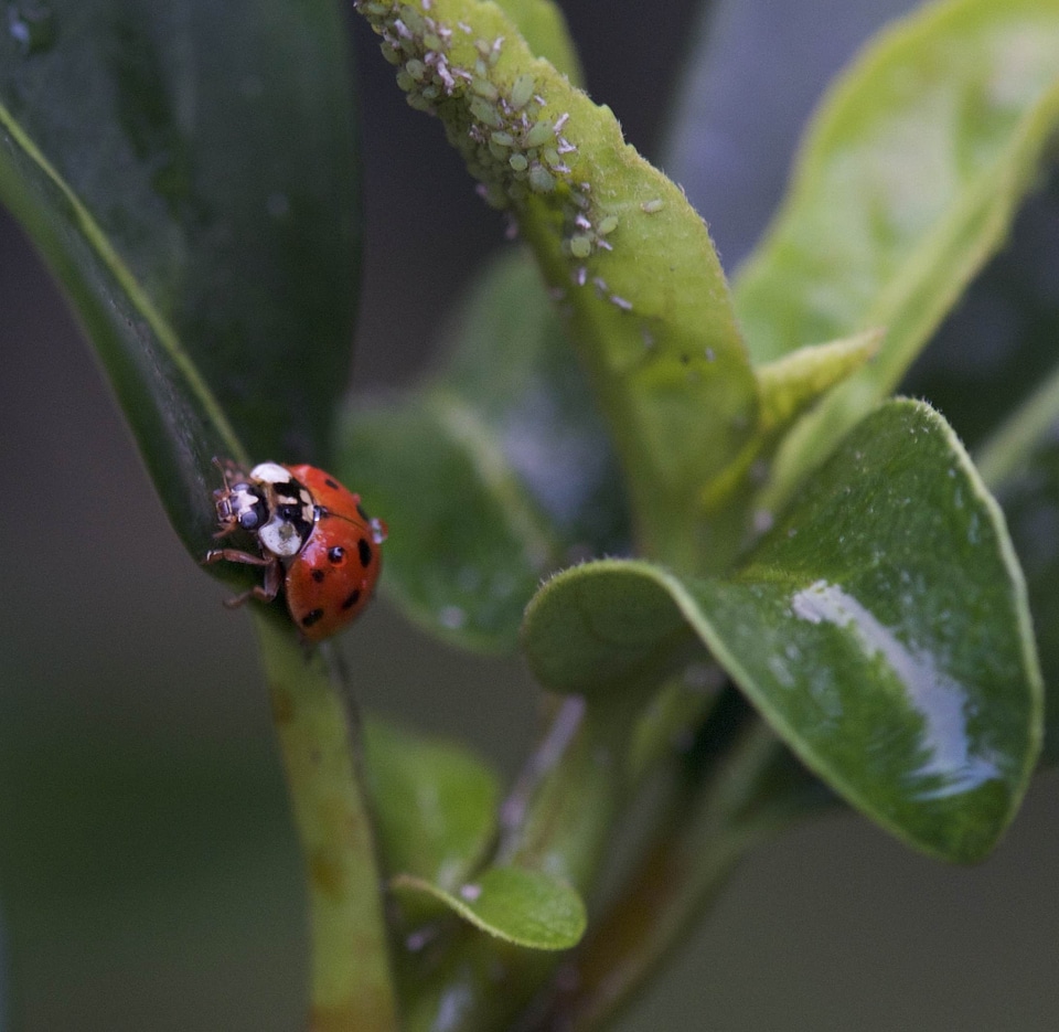Closeup of a ladybird eating an aphid