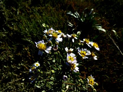 Trifolium pannonicum Jacq., 1767