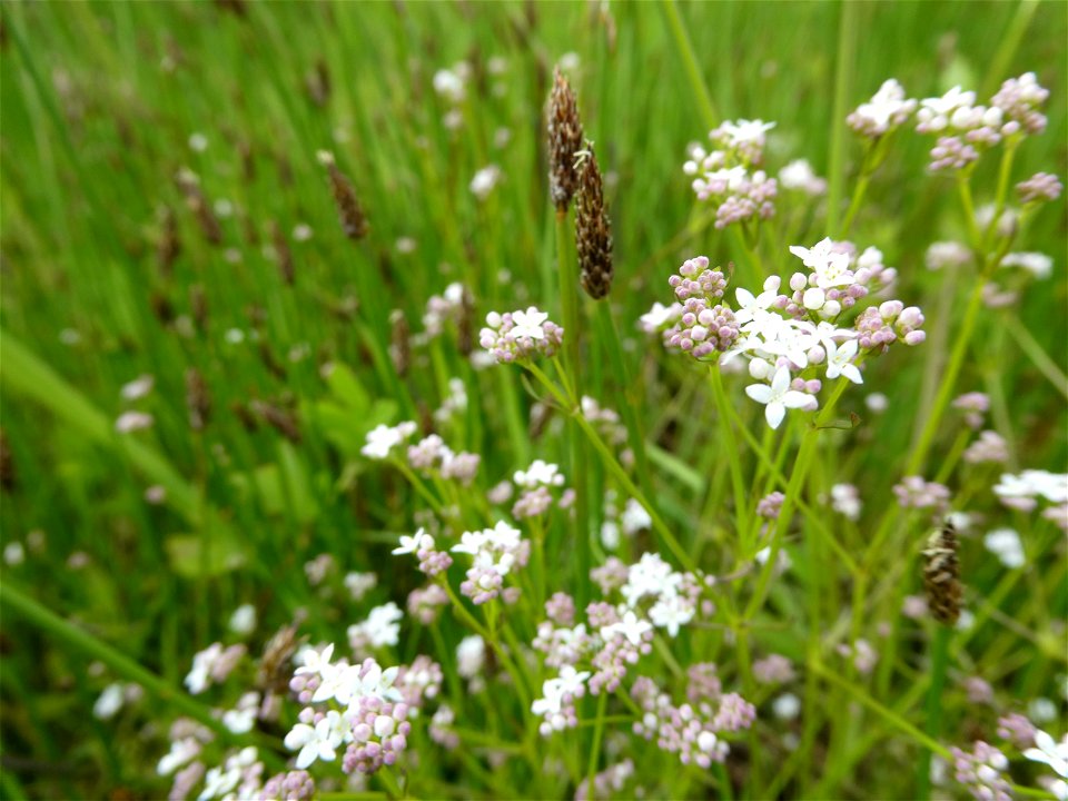 Galium debile Desv., 1818