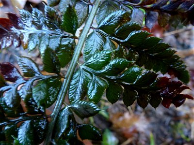 Polystichum aculeatum (L.) Roth, 1799