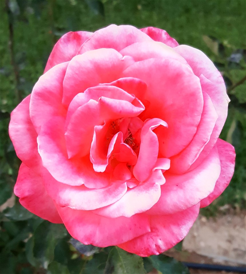 rosa