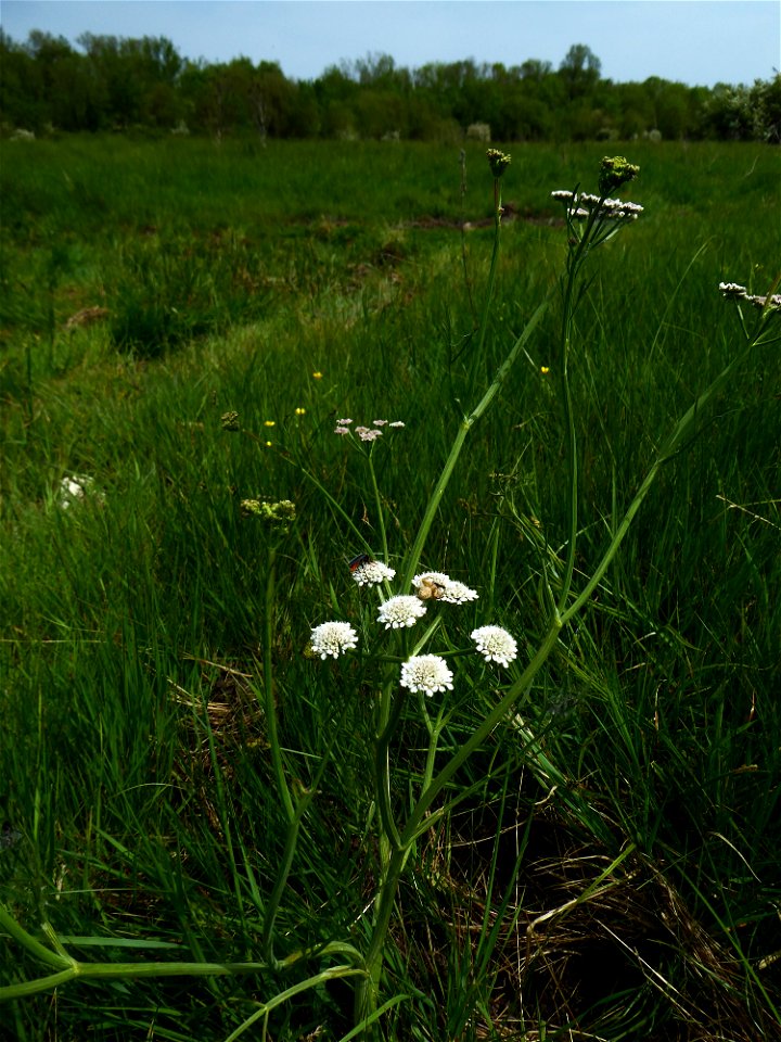 Oenanthe silaifolia M.Bieb., 1819