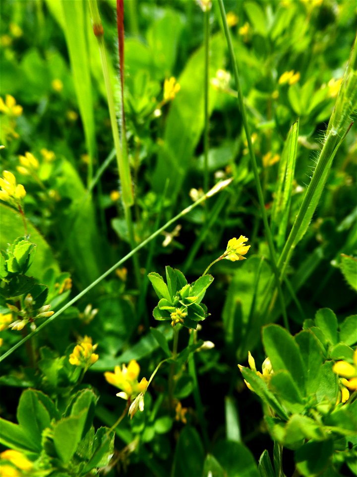Trifolium micranthum Viv., 1824