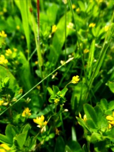 Trifolium micranthum Viv., 1824