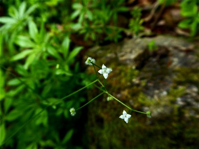 Galium odoratum (L.) Scop., 1771