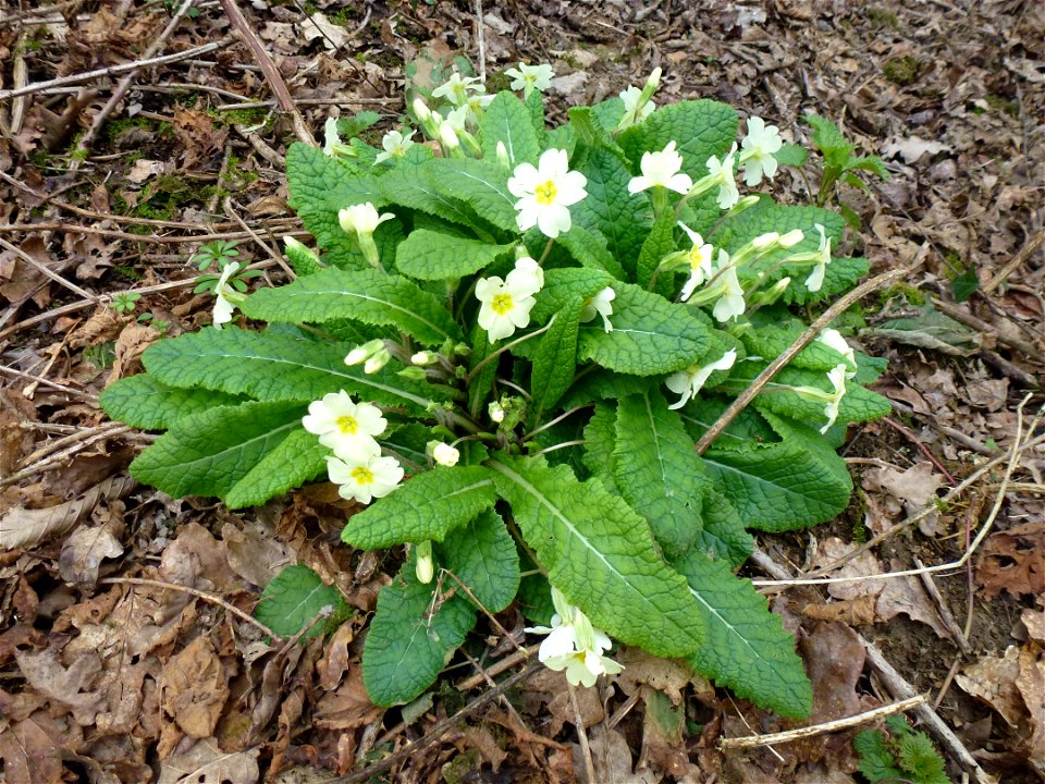 Primula vulgaris Huds., 1762