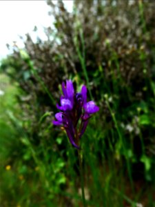 Linaria pelisseriana (L.) Mill., 1768