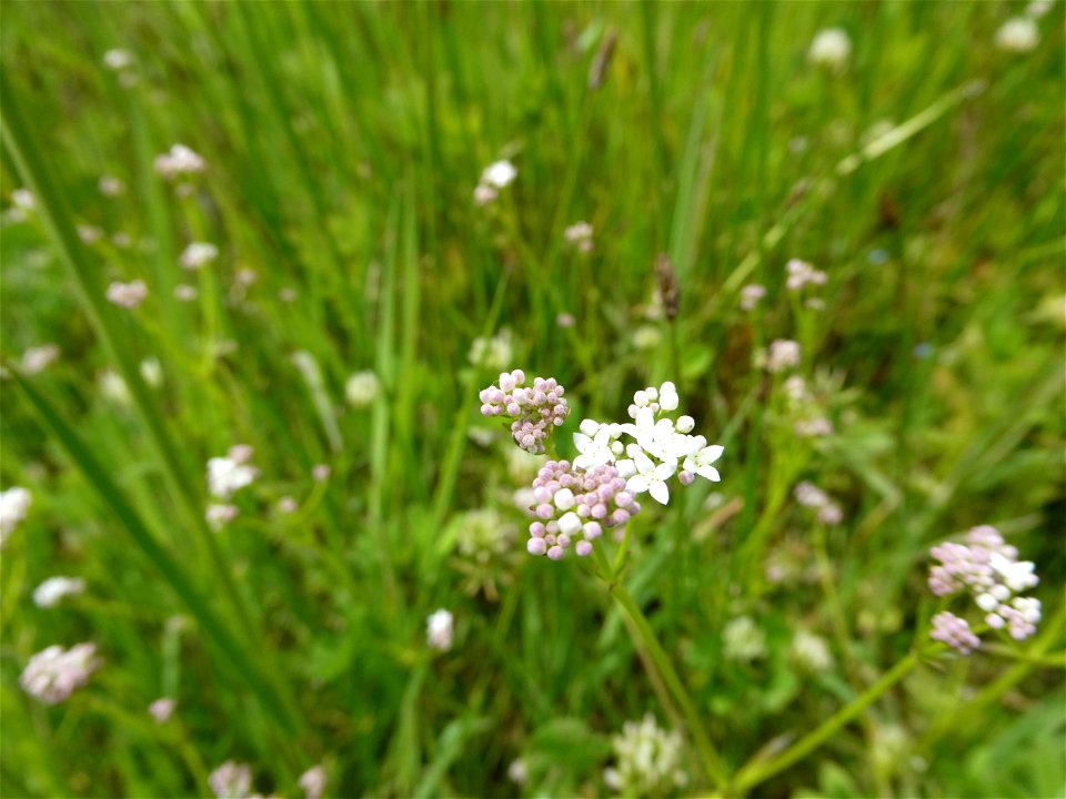 Galium debile Desv., 1818