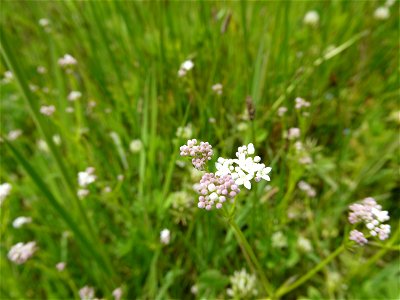 Galium debile Desv., 1818