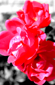 Flower (Selective Color) photo