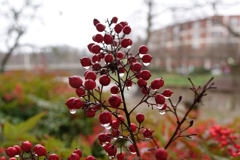 Holly Berries and Winterberries