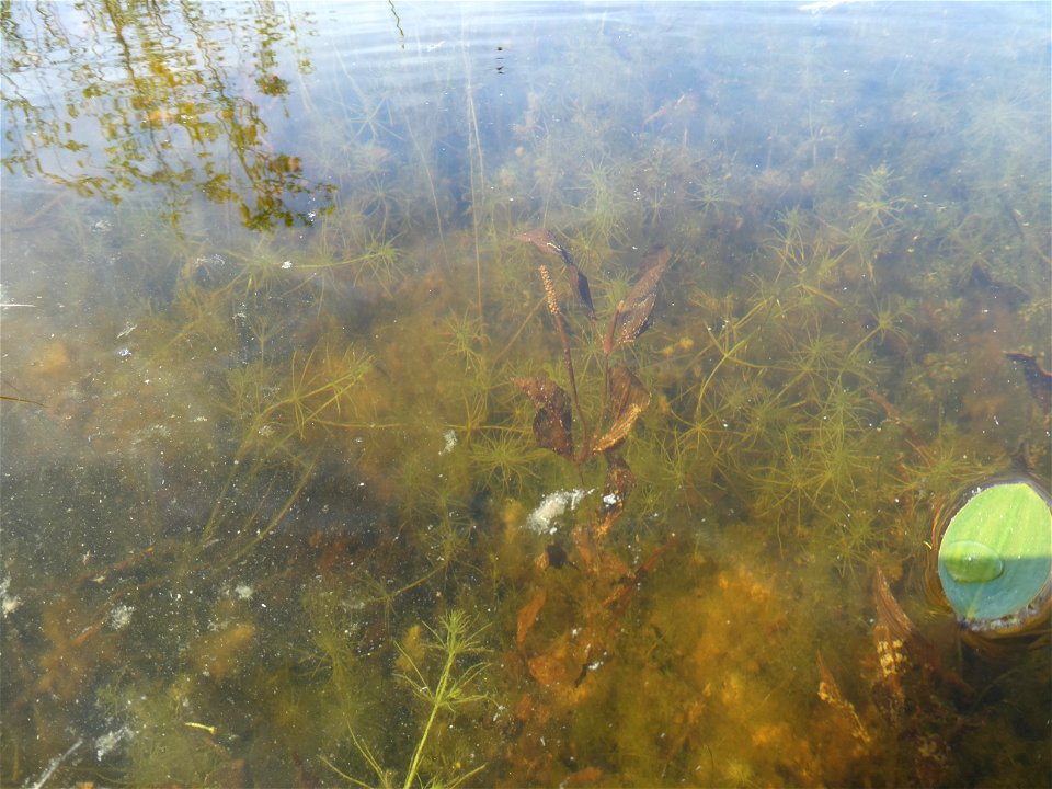 Potamogeton coloratus Hornem., 1813