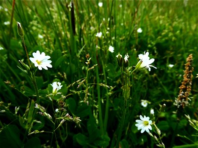 Cerastium dubium (Bastard) Guépin, 1838