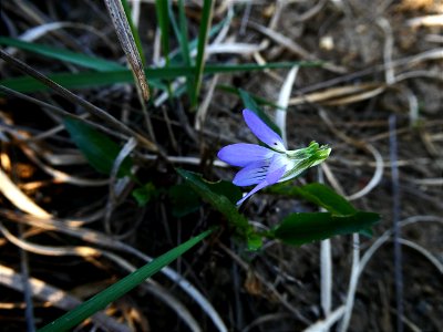 Viola lactea Sm., 1798