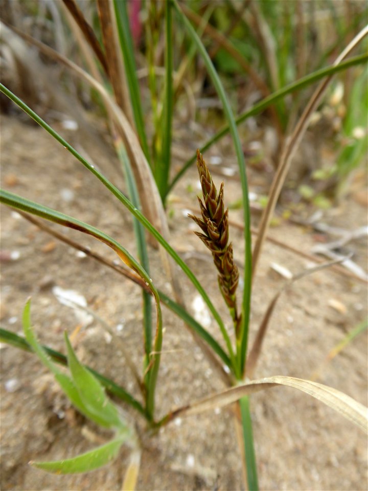 Carex arenaria L., 1753