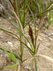Carex arenaria L., 1753