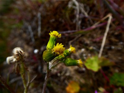 Senecio vulgaris subsp. denticulatus (O.F.Müll.) P.D.Sell, 1967