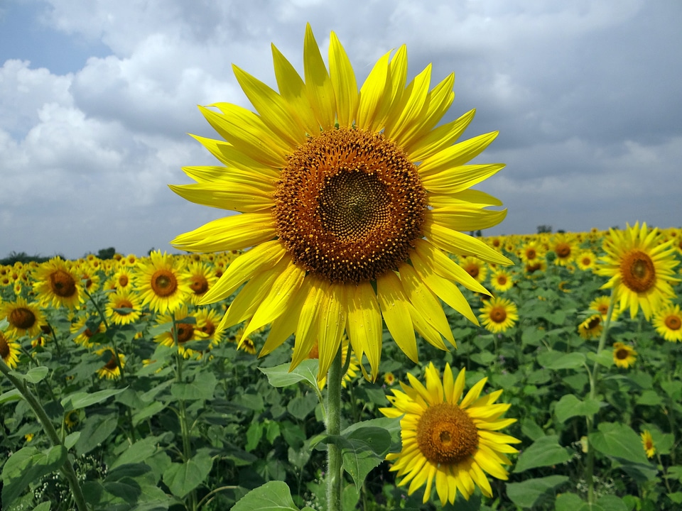 India floral plant