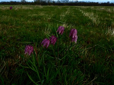 Fritillaria meleagris L., 1753