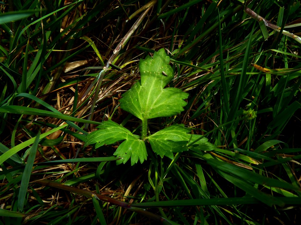 Ranunculus sardous Crantz, 1763