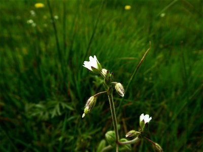 Cerastium fontanum Baumg., 1816