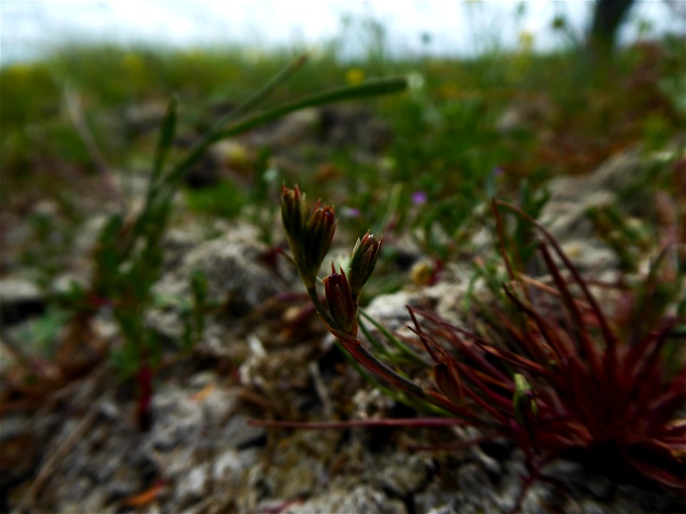 Juncus ranarius Songeon & E.P.Perrier, 1860