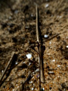 Hornungia procumbens (L.) Hayek, 1925