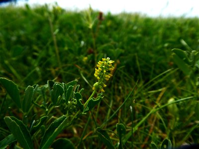Melilotus indicus (L.) All., 1785
